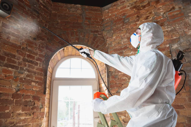 Best Environmental Consulting for Mold Prevention in Las Vegas, NV